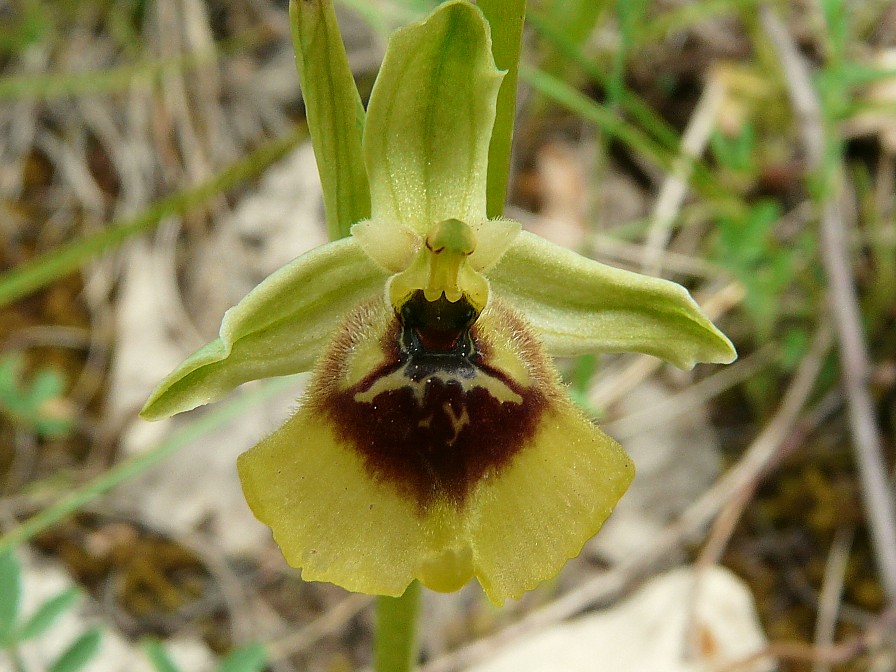 Ophrys lacaitae lojac.